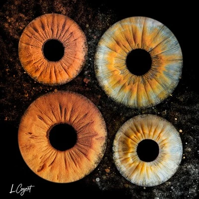 iris Quattro